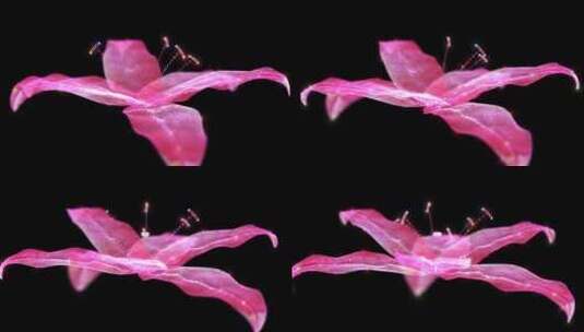 粒子全息百合花朵高清在线视频素材下载