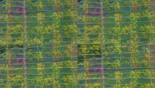 鲜花种植基地大棚高清在线视频素材下载