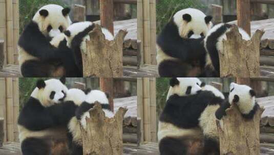 国宝大熊猫一家在一起玩耍萌萌哒熊猫幼崽高清在线视频素材下载
