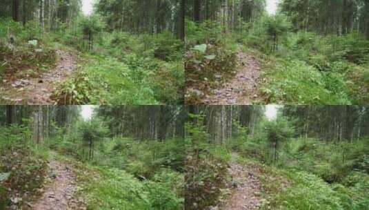 夏季的森林高清在线视频素材下载