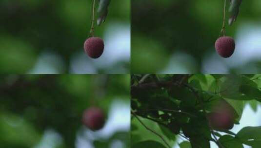 荔枝 植物 水果 树木高清在线视频素材下载