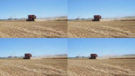 麦田小麦熟了高清在线视频素材下载