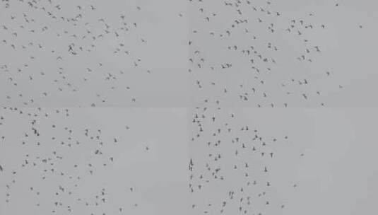 成群的鸟在空中飞行升格慢镜头高清在线视频素材下载