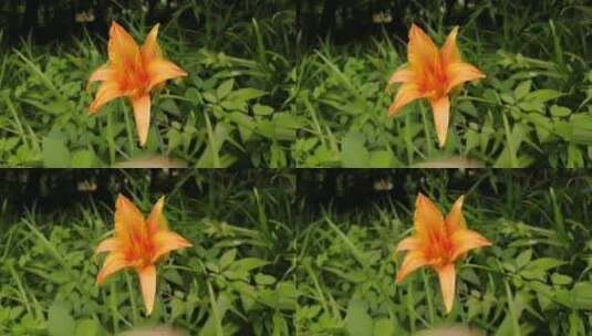 开花的水仙花植物高清在线视频素材下载