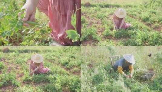 豌豆种植高清在线视频素材下载