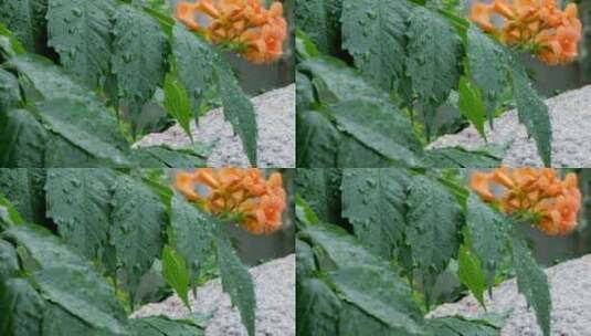 雨水滴落在盛开的凌霄花叶子上高清在线视频素材下载