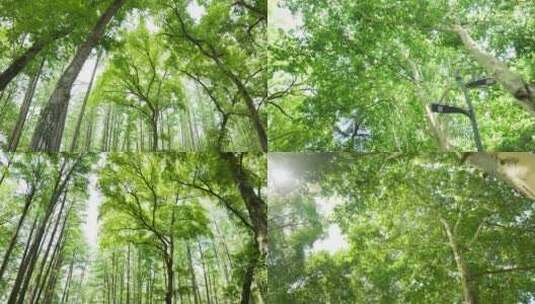 4K唯美大气森林各种镜头高清在线视频素材下载