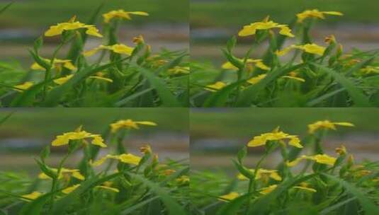 4K竖屏花草植物素材——黄菖蒲高清在线视频素材下载