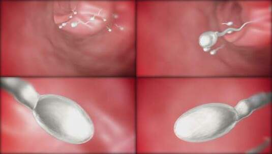 精子遗传学高清在线视频素材下载