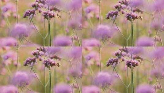 慢镜头拍摄马鞭草上采蜜的蜜蜂高清在线视频素材下载
