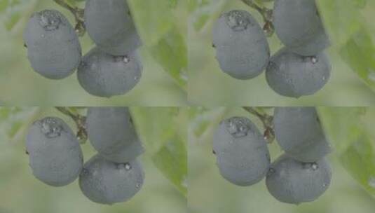 蓝莓滴水慢镜头LOG高清在线视频素材下载