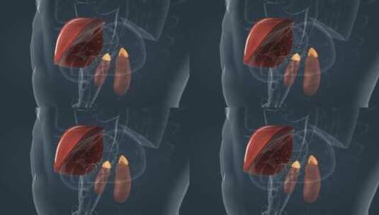 医学人体器官肾脏内分泌系统肾上腺三维动画高清在线视频素材下载