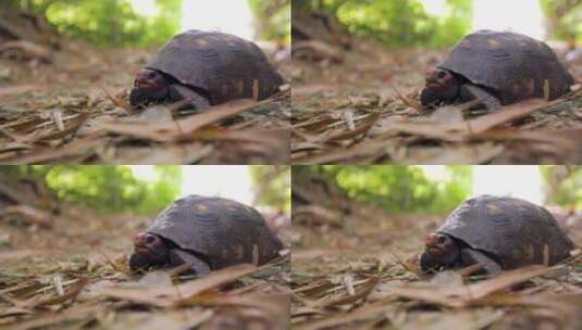 红足龟爬在落叶的地面上高清在线视频素材下载