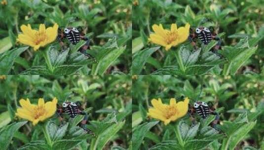 靠近花朵的黑色、白色和橙色的虫子高清在线视频素材下载