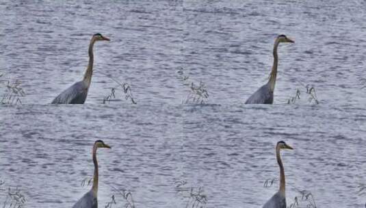 湖边上的鸟类高清在线视频素材下载