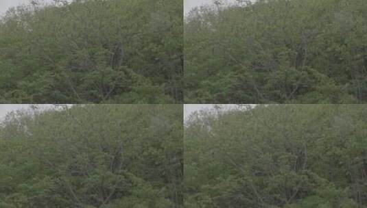 山核桃树LOG高清在线视频素材下载