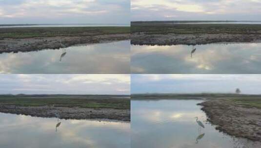 宛如天空之镜的湖面美极了的灰鹤高清在线视频素材下载
