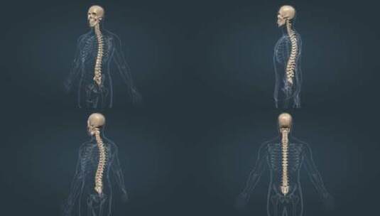 医学人体骨架骨科脊柱脊椎胸椎颅骨三维动画高清在线视频素材下载