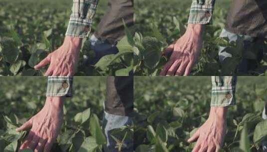 手触碰农田里的作物高清在线视频素材下载