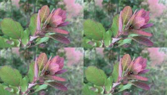 瓢虫爬在绿粉色的树枝上高清在线视频素材下载