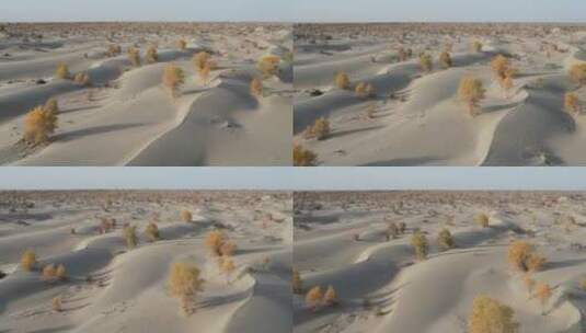 沙漠胡杨林高清在线视频素材下载