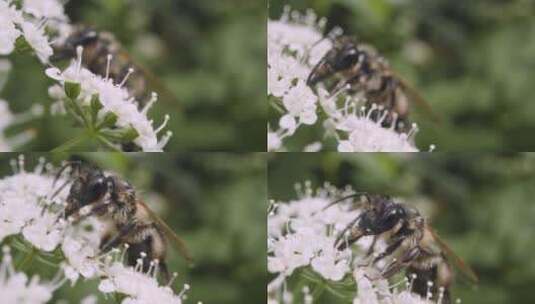 蜜蜂采集花蜜的特写高清在线视频素材下载