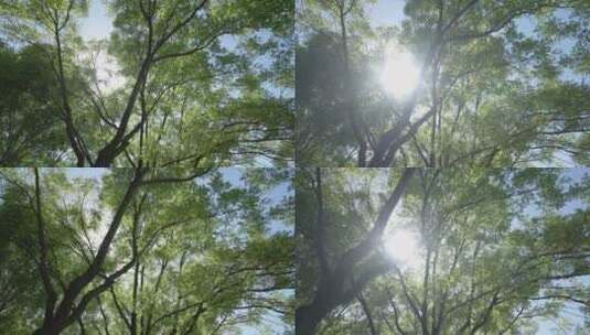 逆光的大树高清在线视频素材下载