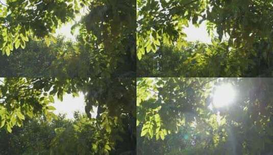 树林阳光穿透树叶风吹森林中穿行树丛大自然高清在线视频素材下载