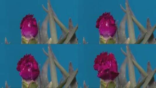 盛开的康乃馨花 (2)高清在线视频素材下载