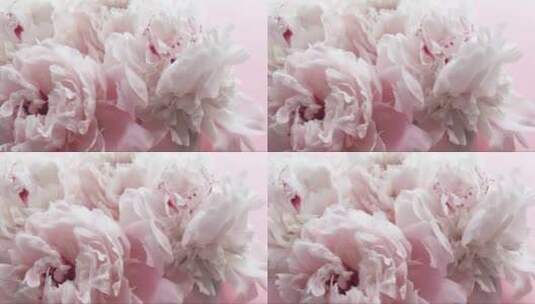 浪漫的粉红色牡丹高清在线视频素材下载