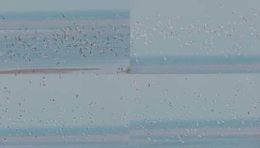 8k实拍海滩上飞翔的一大群海鸥海鸟高清在线视频素材下载