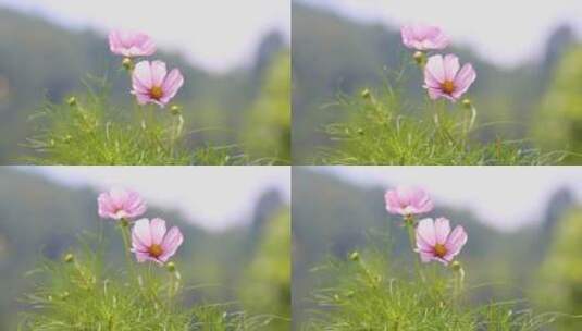 波斯菊野花鲜花植物空镜高清在线视频素材下载