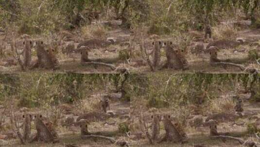 非洲丛林中的野生猎豹高清在线视频素材下载