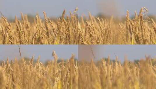 风吹秋季摇摆的金色稻田地稻穗高清在线视频素材下载