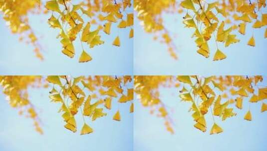 4K植物素材——金秋银杏高清在线视频素材下载