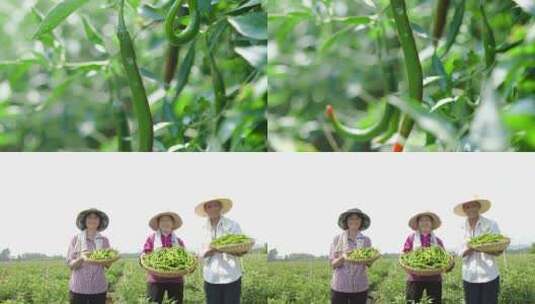 辣椒种植基地高清在线视频素材下载