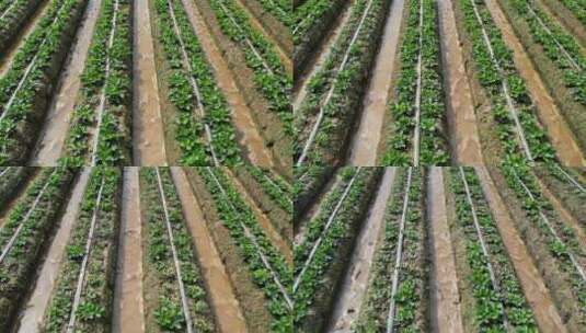 航拍草莓种植园高清在线视频素材下载