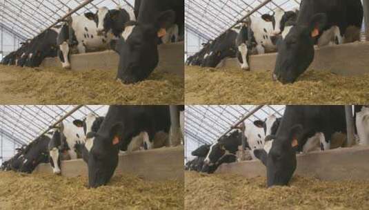 喂奶牛升格拍摄高清在线视频素材下载