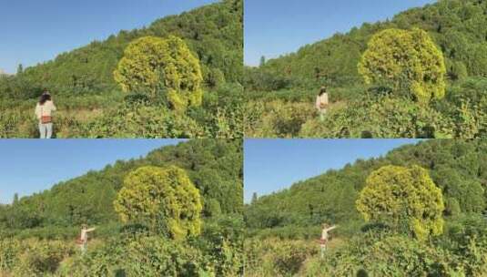 济南龙洞风景区，粉黛乱子草花海秋景迷人高清在线视频素材下载