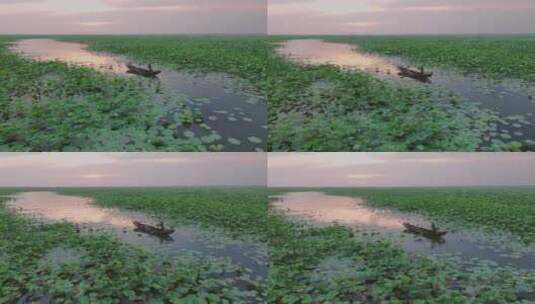 万亩荷花池上的采莲船侧跟镜头高清在线视频素材下载