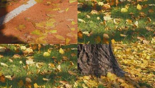城市秋天金黄的银杏树叶高清在线视频素材下载