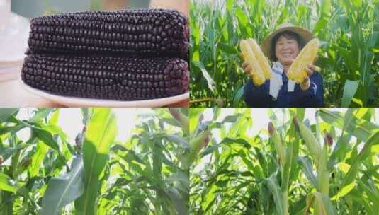 新鲜玉米素材高清在线视频素材下载