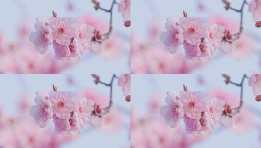 春天粉色樱花特写镜头高清在线视频素材下载