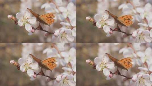 蜜蜂采蜜蝴蝶飞舞盛开花朵高清在线视频素材下载