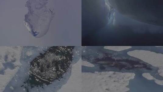 冰海熔化 鲸鱼海面游高清在线视频素材下载