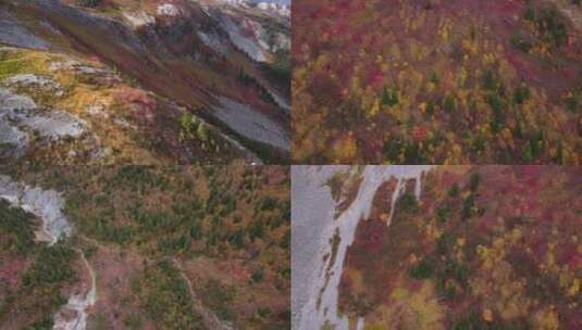 秋季森林红叶黄叶唯美航拍高清在线视频素材下载