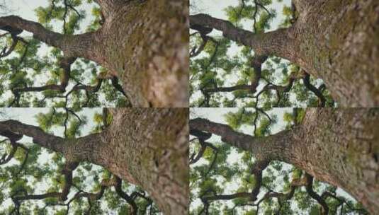 4K拍摄千年古树参天大树高清在线视频素材下载
