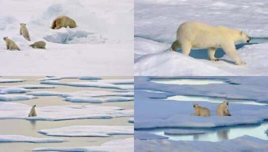 北极熊保护环境温室效应动物世界人与自然高清在线视频素材下载