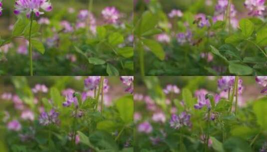 特写慢镜头春天紫云英花上的蜜蜂高清在线视频素材下载