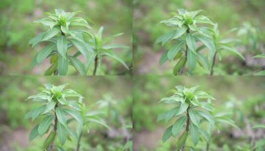 百合植物苗高清在线视频素材下载